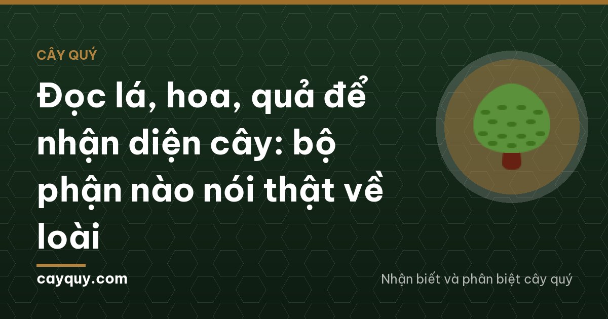 Đọc lá, hoa, quả để nhận diện cây: bộ phận nào nói thật về loài